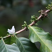 Picture Of Coffee Flower
