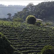 Picture Of Coffee Plantation