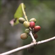 Picture Of Green Coffee Seed