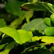 Picture Of Green Fresh Coffee Beans